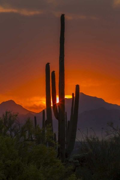 Arizona, Saguaro NP Sunset on desert landscape
